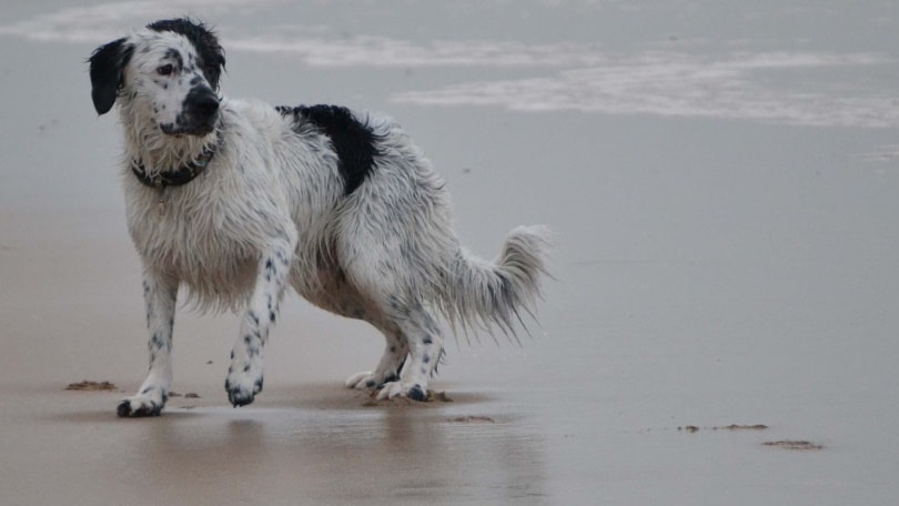 frisian water dog