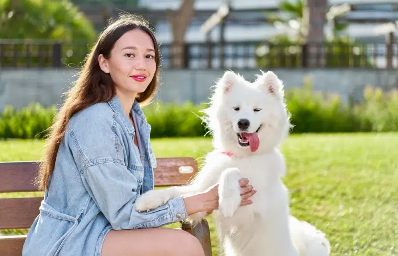 funny samoyed dog with woman at the park