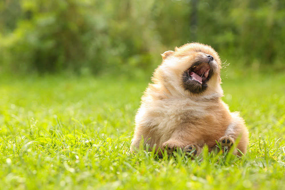 funny spitz puppy is on lawn grass outdoor