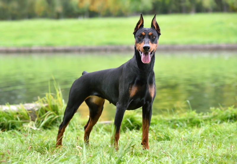german pinscher standing on the grass