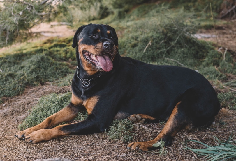german rottweiler resting