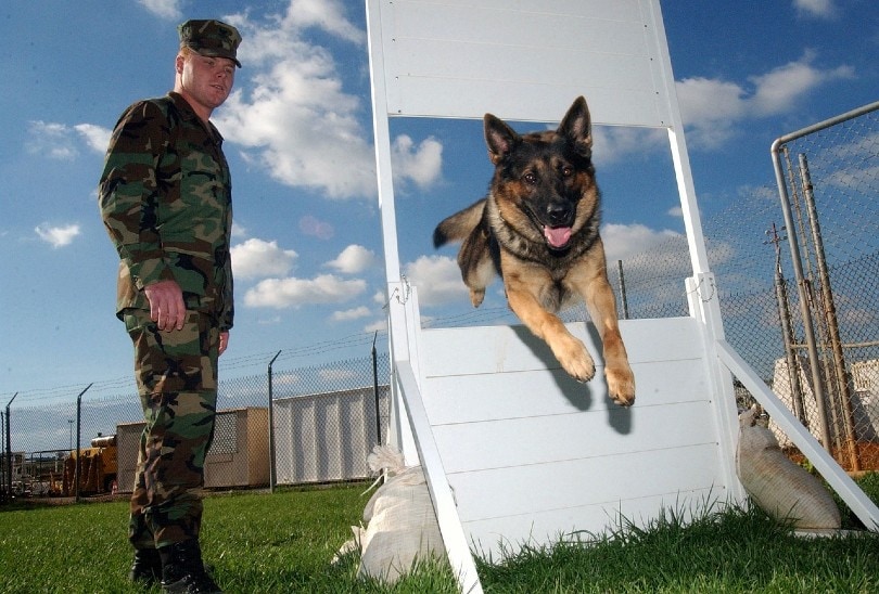 german shepherd agility training