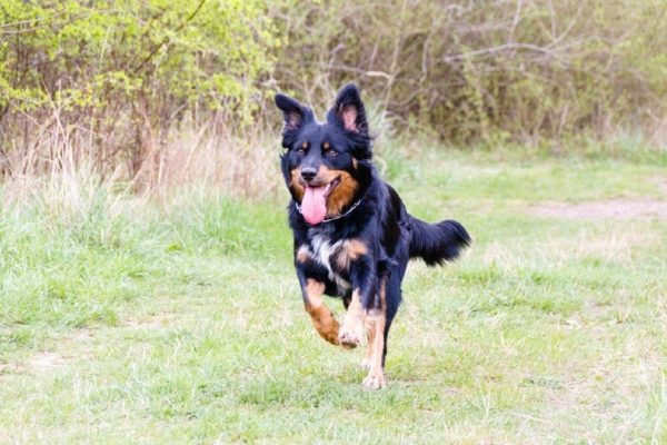 german shepherd and border collie mix breed