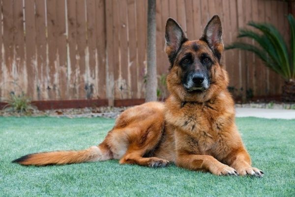 german-shepherd-dog