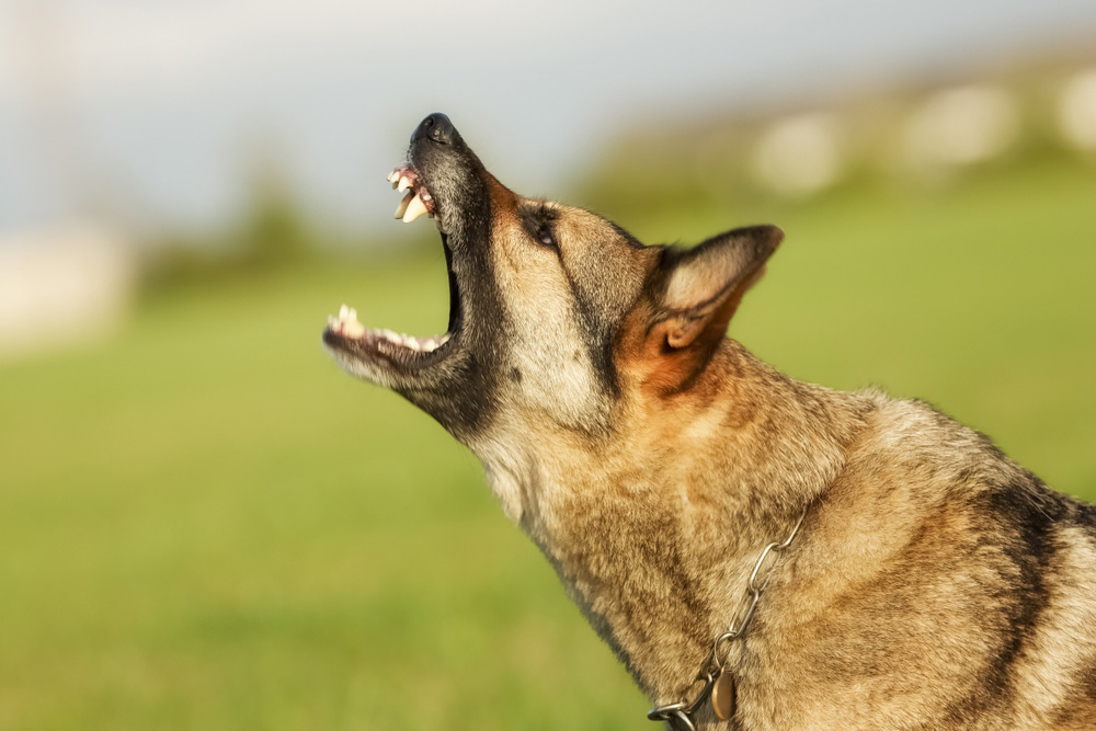 german shepherd dog barking