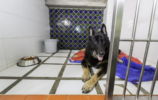 German shepherd dog boarding in a pet hotel