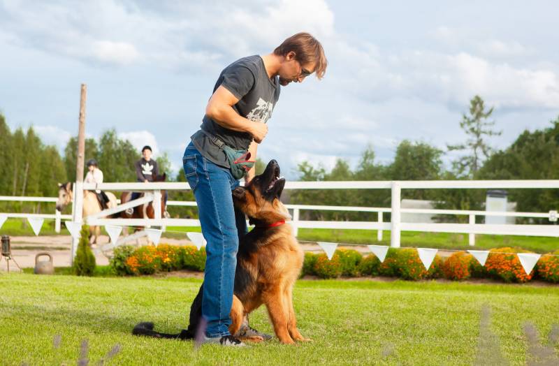 german shepherd dog resting his head on his owner doing training