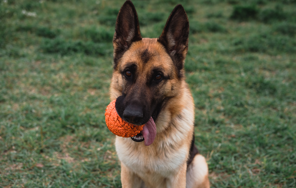 german shepherd dog with its chew toy outdoors