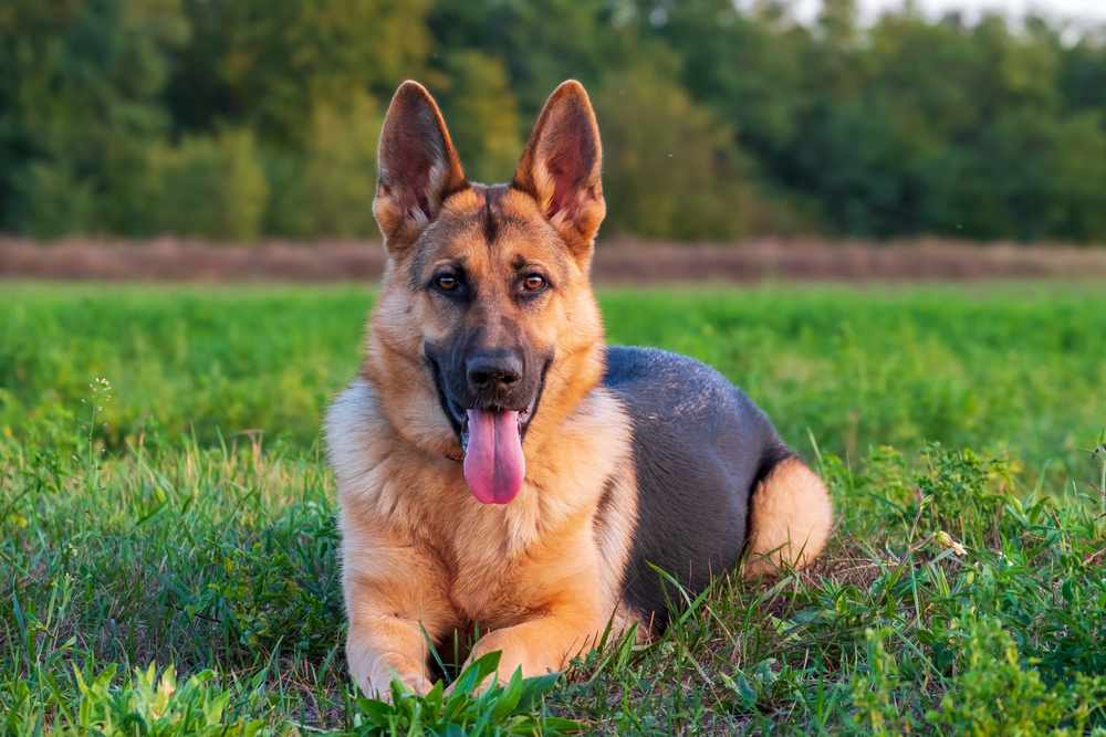 german shepherd dog