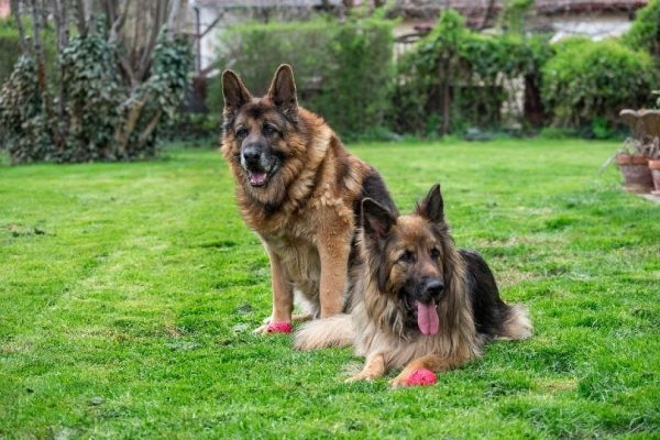 german shepherd dogs resting in the yard