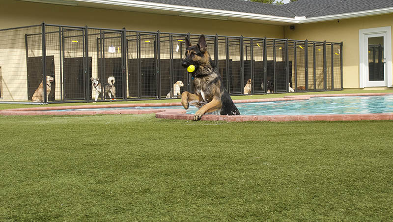 german shepherd in the pool at daycare