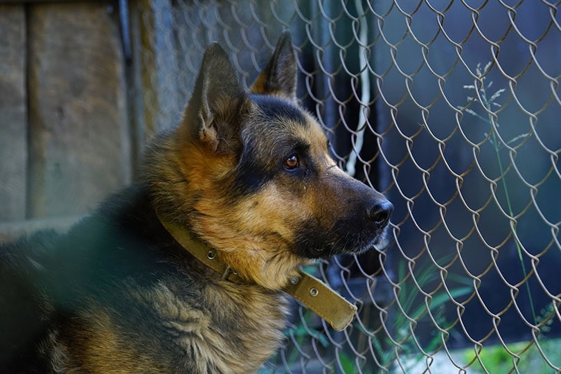 german shepherd looking outside the chain link fence
