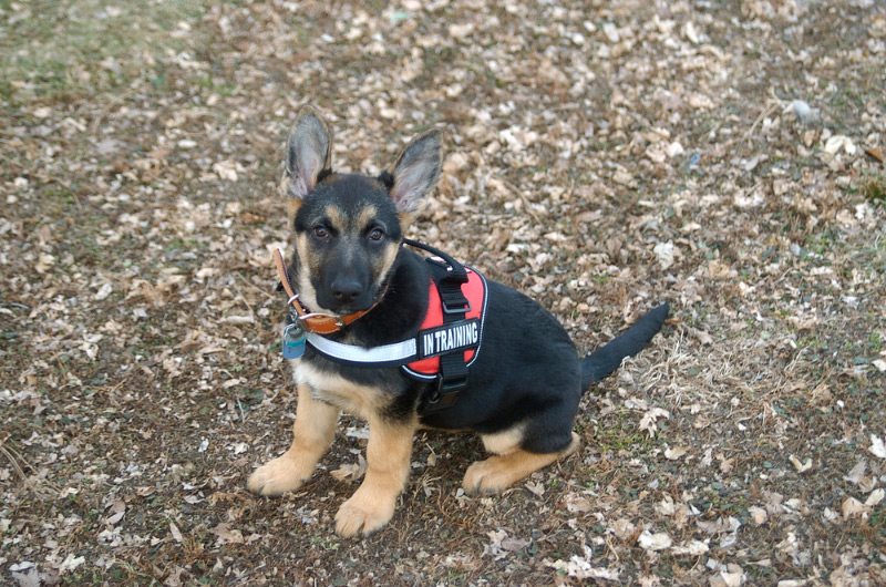 german shepherd puppy in training