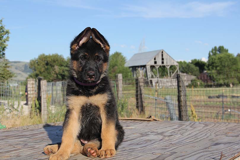 German Shepherd Puppy