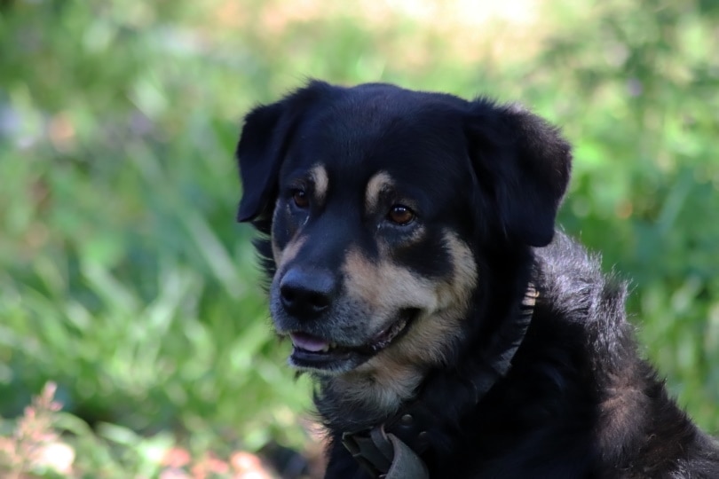 german shepherd rottweiler mix_Dreamland Photography_Shutterstock
