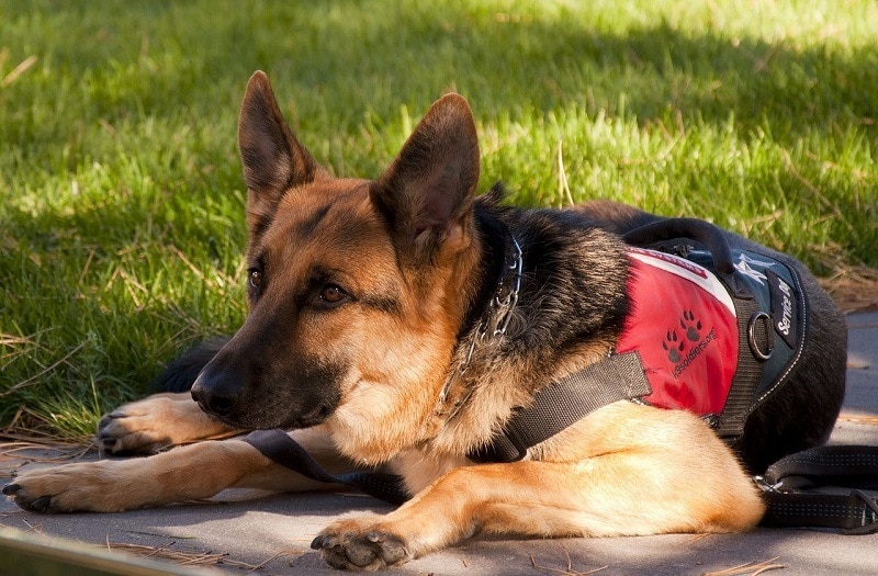 german shepherd with bag_skeeze, Pixabay