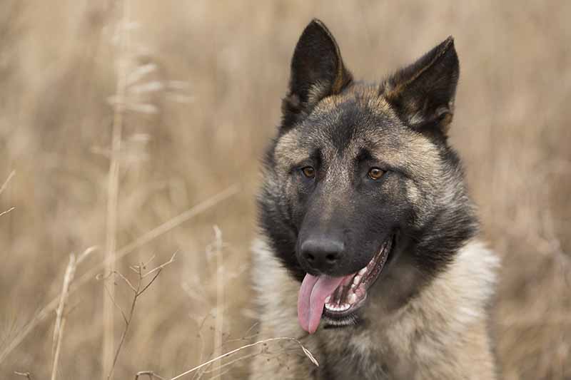 german shepherd with stick out tongue