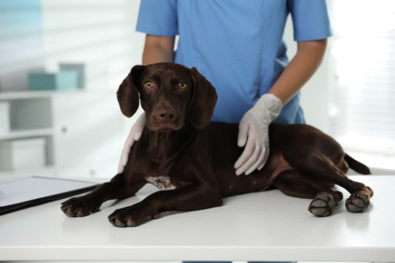 5 Health Problems in German Shorthaired Pointers Vet Approved Facts