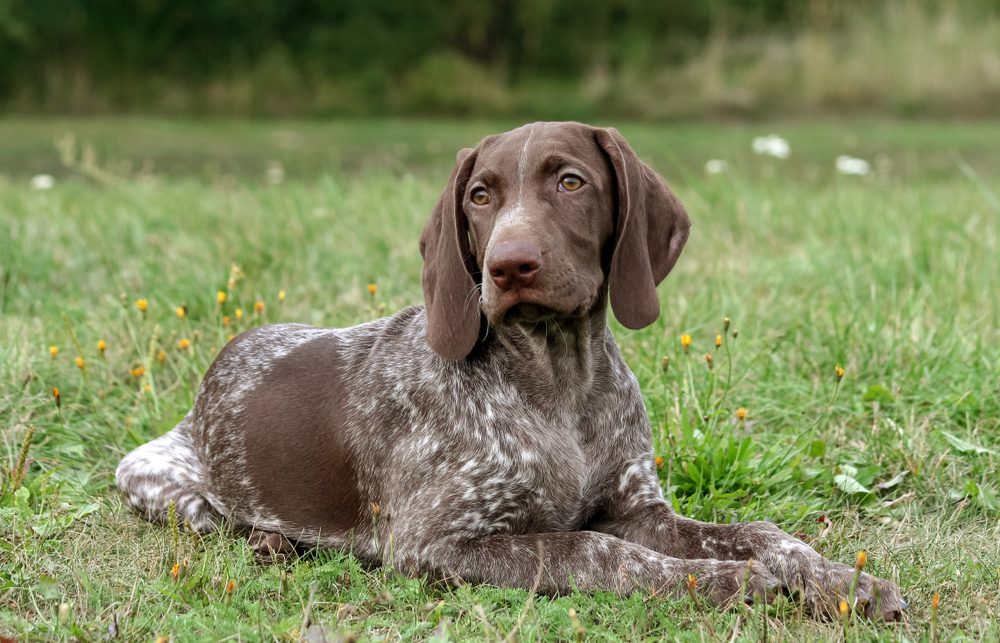 german shorthaired pointer dog sitting on the grass