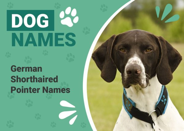German Shorthaired Pointer Names
