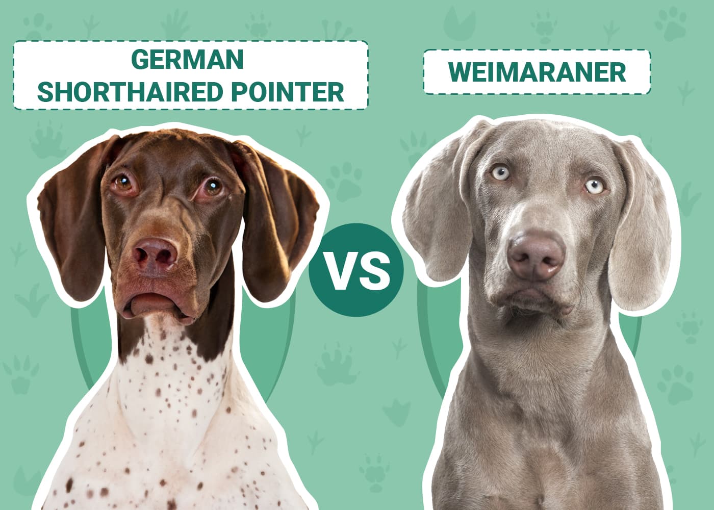 German Shorthaired Pointer vs Weimaraner