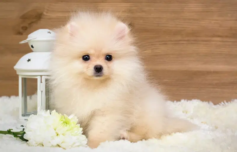 german-spitz-puppy