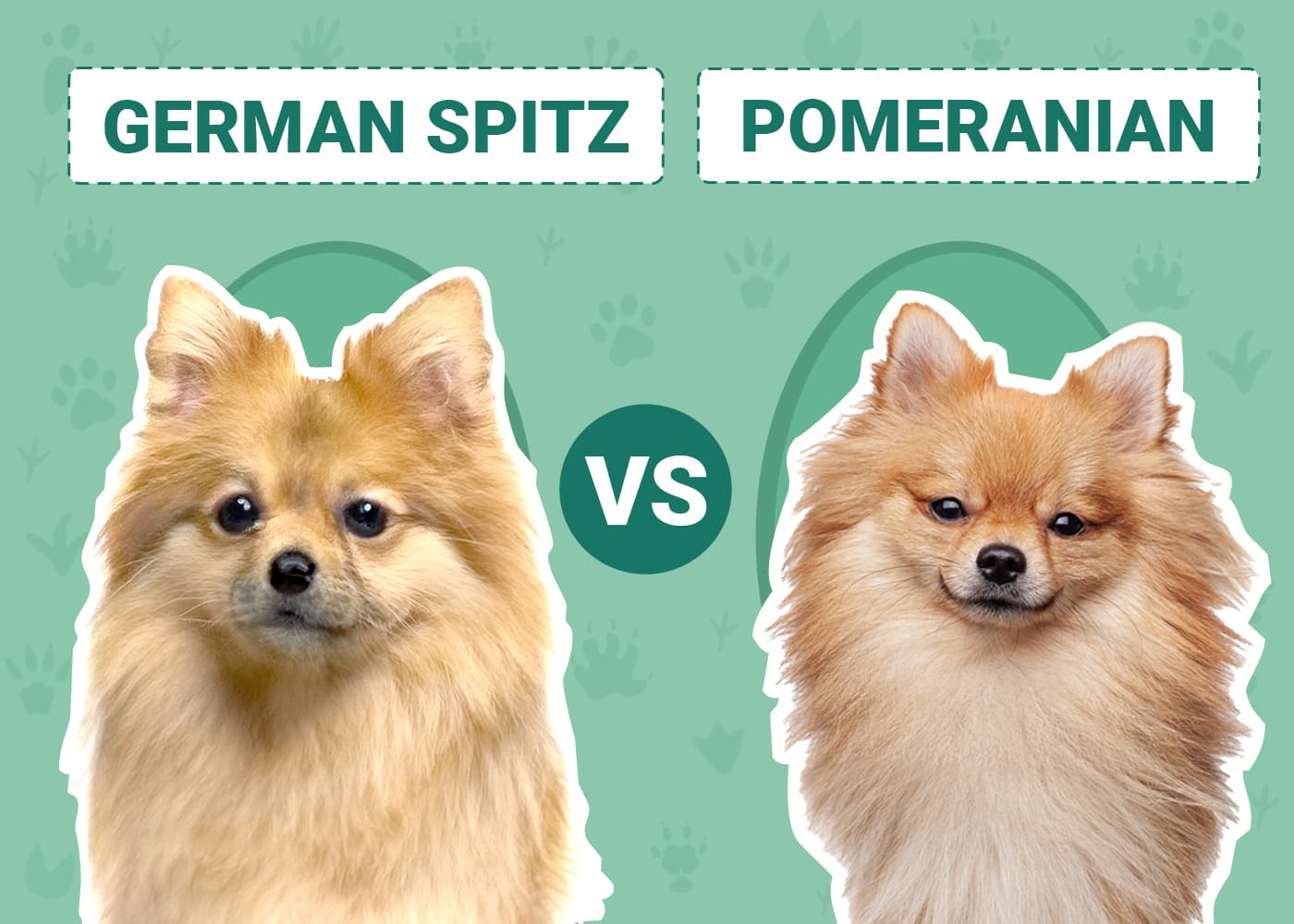 German Spitz vs Pomeranian