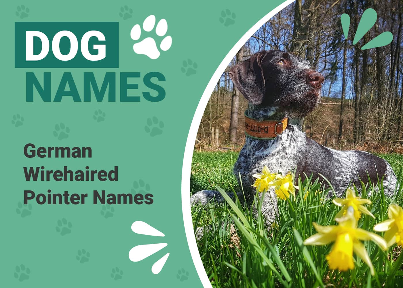 160 Popular & Unique German Wirehaired Pointer Names – Dogster