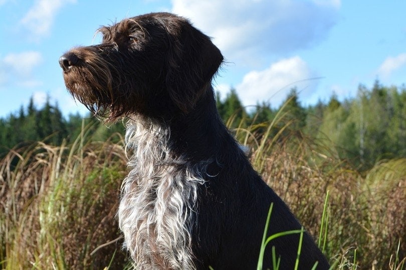 german-wirehaired-pointer-side-profile