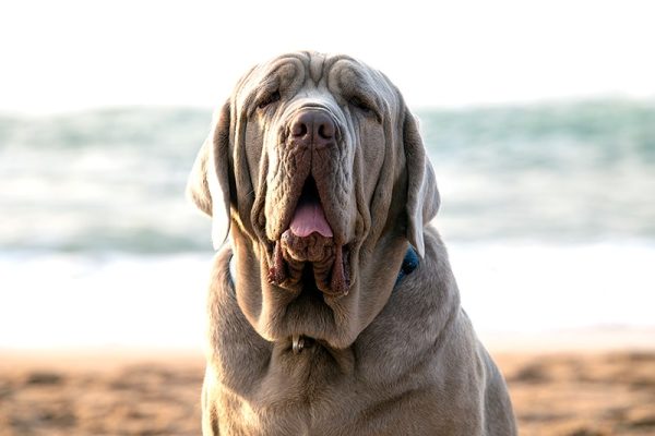 giant mastiff up close