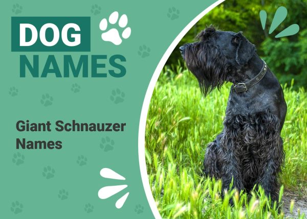 Names for Giant Schnauzers