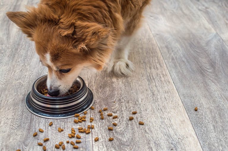 7 Best Low-Fat Dog Foods in 2026 - Reviews & Top Picks – Dogster