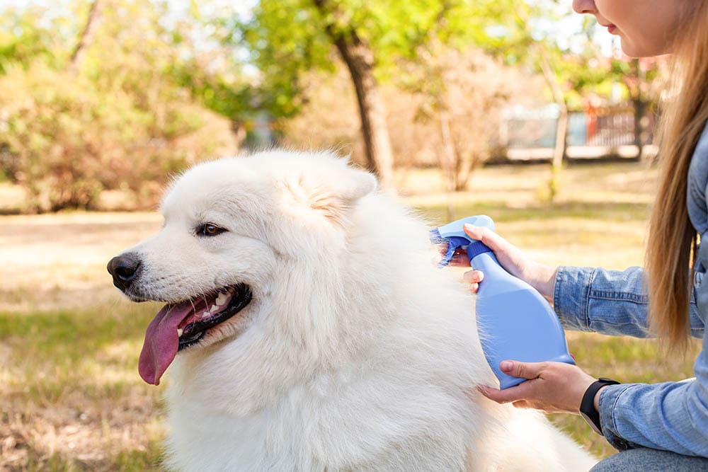 girl spraying on white dog outdoor