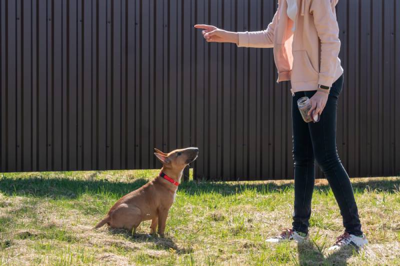 girl training her miniature bull terrier dog outdoors