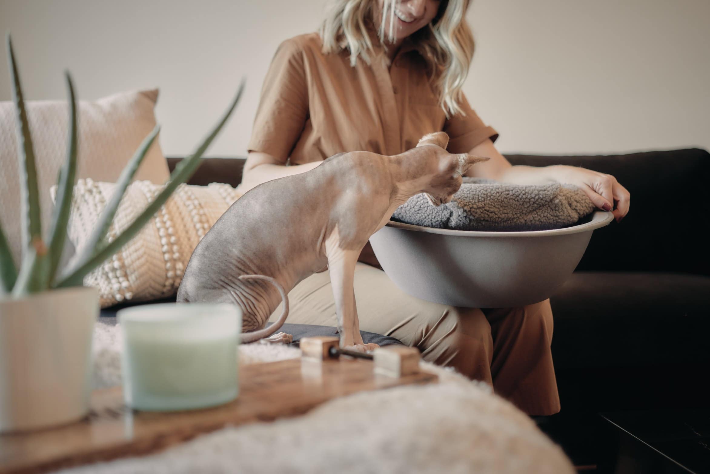 cat playing hepper nest bed