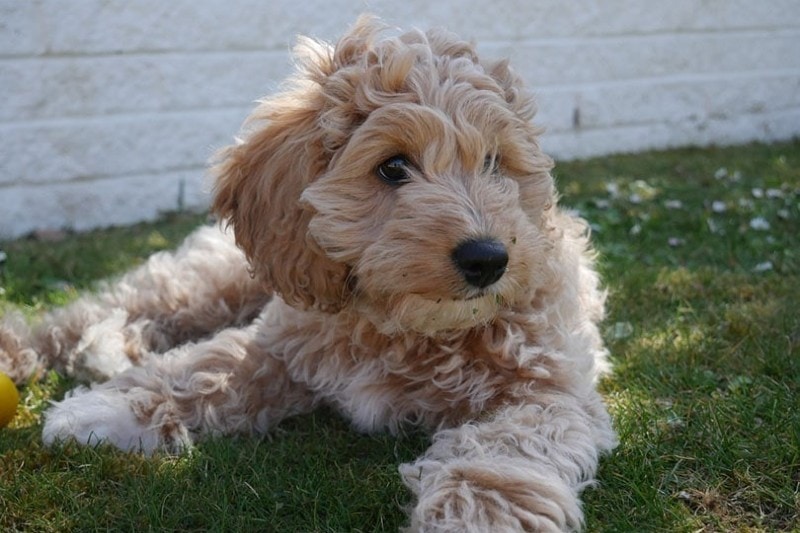 golden Cavapoo puppy in the garden