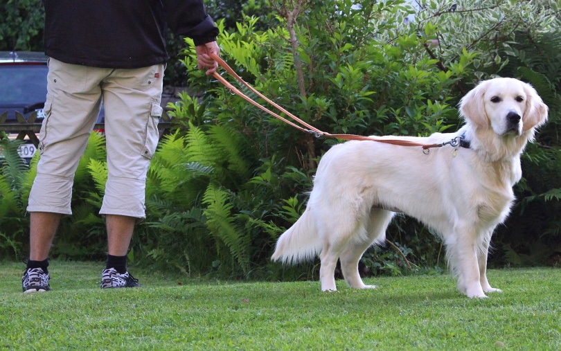 golden retirever on leash