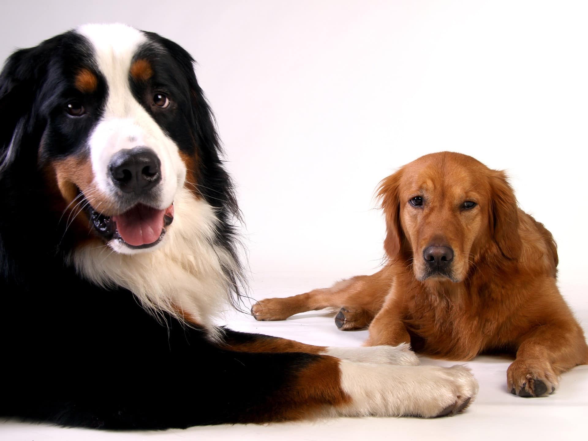 golden-retriever-642012_1920