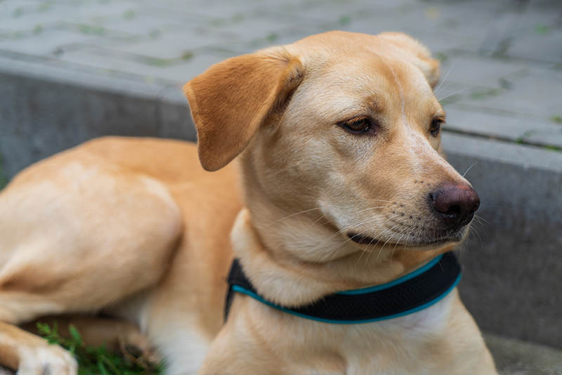 golden retriever akita mix dog resting on the ground