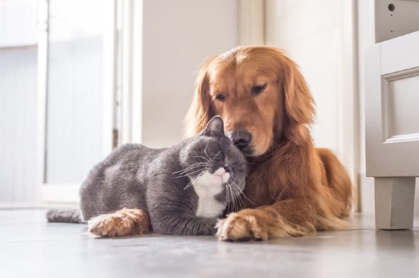 golden retriever and british cat