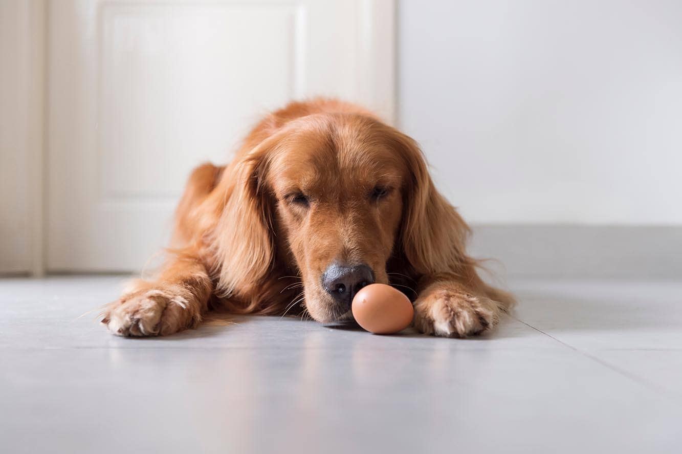 Golden retriever and egg
