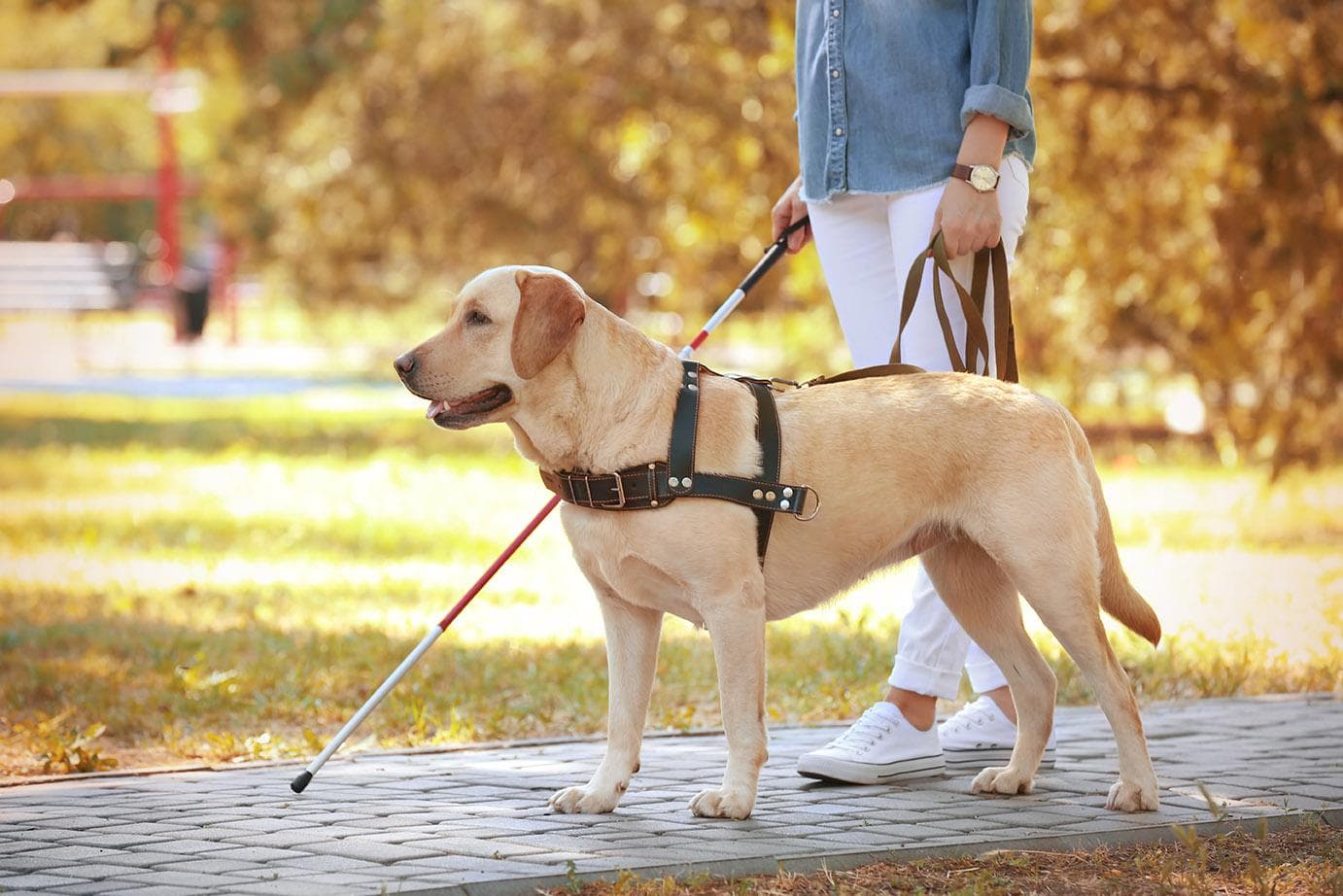 golden retriever as service dog