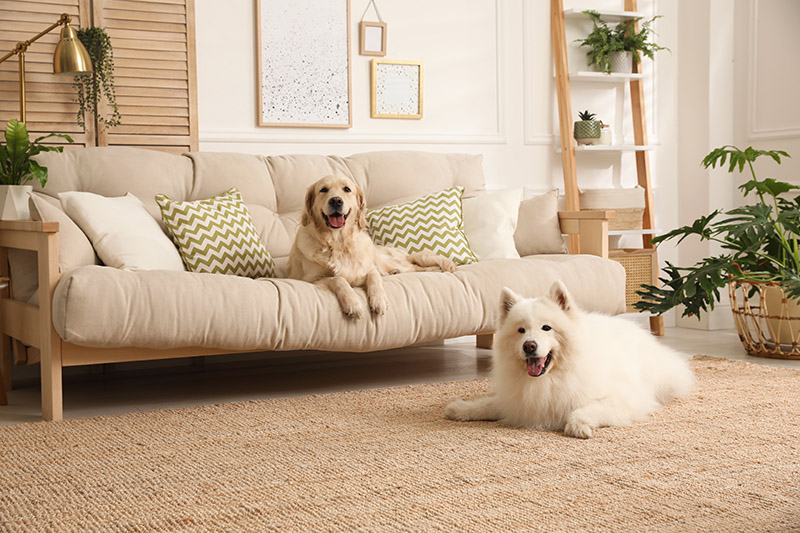 golden retriever dog and samoyed dog inside the house