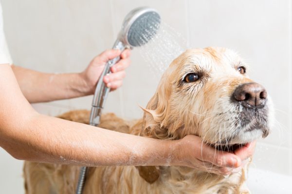golden retriever dog getting a bath
