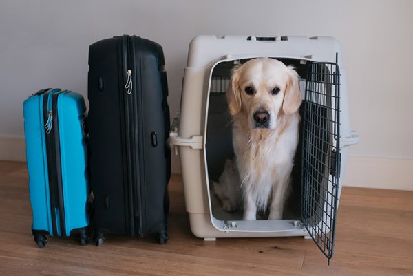 golden retriever dog inside the carrier ready to travel
