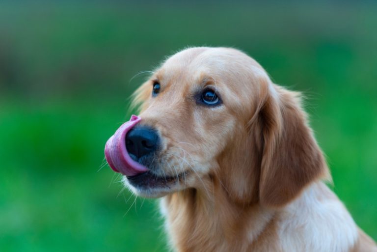 My Dog Keeps Licking His Lips & Swallowing: 9 Reasons Why (Vet Answer