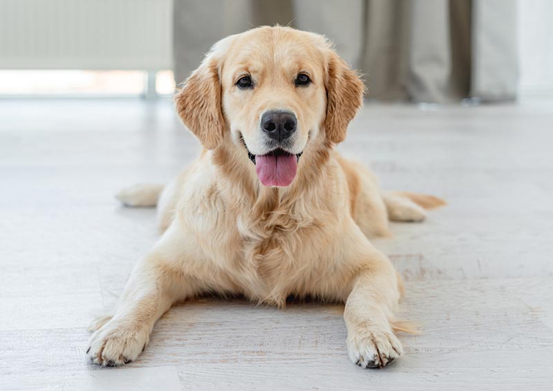 golden retriever dog lying on the floor