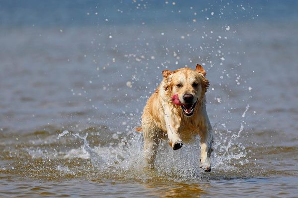 golden retriever dog running at the beach