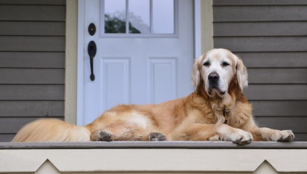 golden retriever dog watching over his owner's house