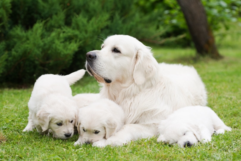 White Labrador Retriever Dog Breed: Facts, Origin & History (With ...